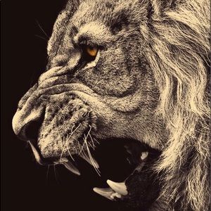 Meet your Posher, Andi